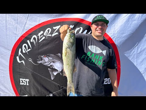 Fishing San Luis Reservoir~Striperz Gone Wild Tournament! #striper #tournament #fishing #california