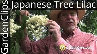 Japanese Tree Lilac - Syringa Reticulata