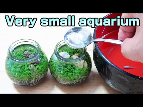 How to make a small aquarium