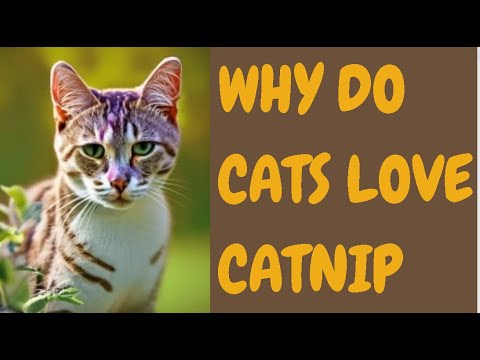 Why Do Cats Love Catnip