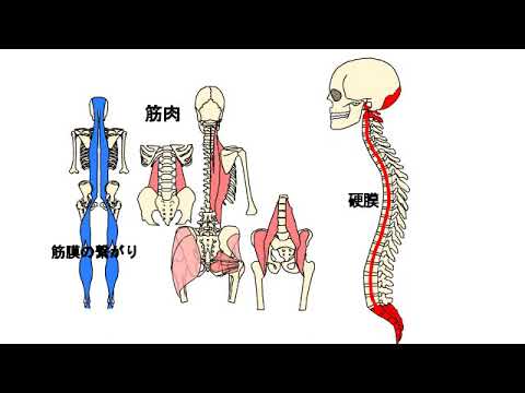 骨盤と頭蓋骨《後編》