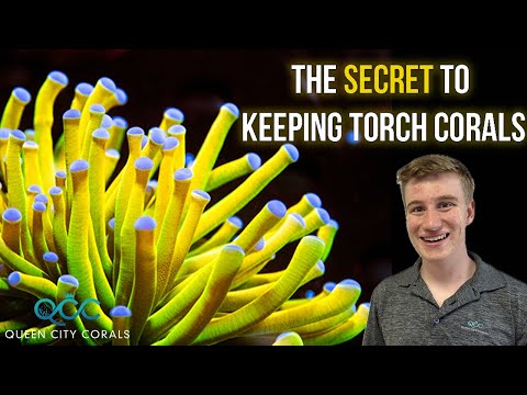 Everything You Need To Know About Torch Corals!