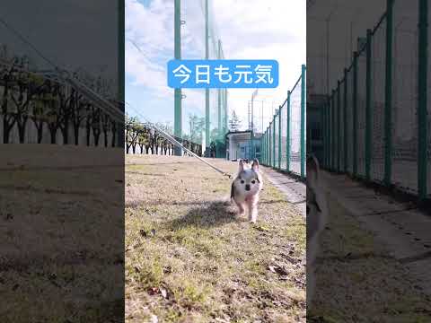 #チワワ #老犬 今日も元気！ #52歳