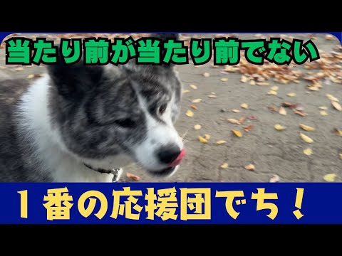 【秋田犬】あたちが応援団長でち