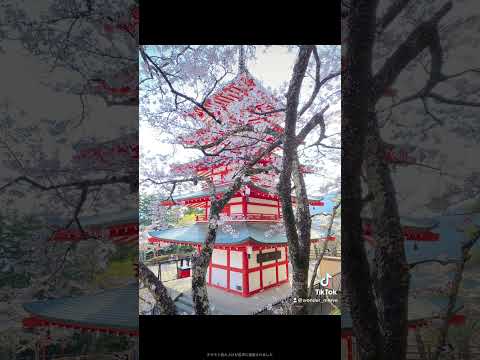 新倉富士淺間神社⛩さくら39秒眺めてると3日後に奇跡が起こります。