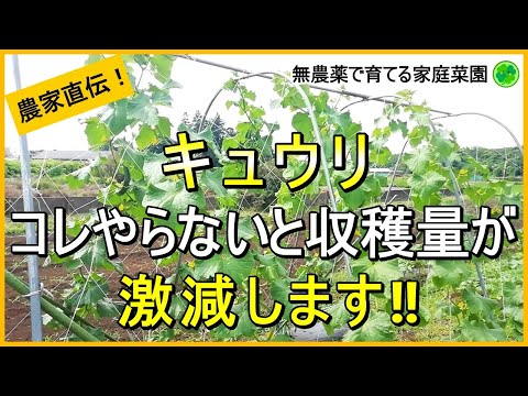 【キュウリ栽培】親づる摘芯～生育診断・ベト病対策について解説！【有機農家直伝！無農薬で育てる家庭菜園】　24/7/2