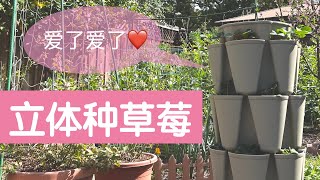 【立体种植】用个神器种草莓 GreenStalk Vertical Planter ｜移栽草莓