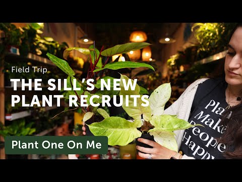 The Sill's SPECIAL PLANT Collection — Ep. 350