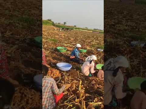 పసుపు పంట season time పసుపు రికుతున్నారు #pasupu #villagelife #viralvideo #ytshorts #trendingshorts