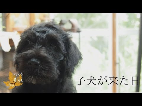 Vlog/子犬をむかえた日/動物看護士が子犬の手入れ/新しいメダカ/秋の花/ローストビーフ