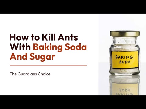 How to Kill Ants With Baking Soda And Sugar | The Guardians Choice