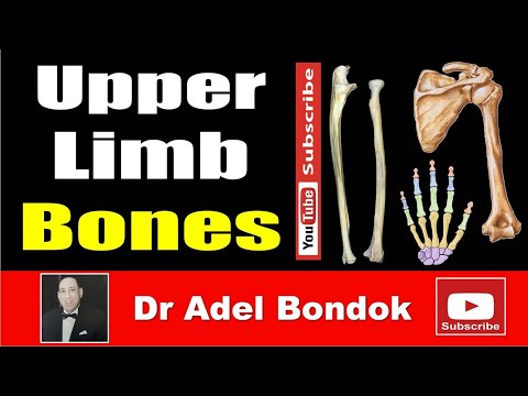 Upper Limb Bones, Osteology, Dr Adel Bondok Making Anatomy Simple