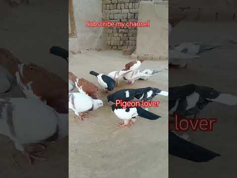 #beautiful #kabootar #pigeon#shorts #whitepigeon#whatsappstatus #sadstatus #pigeonwings #pigeonbird