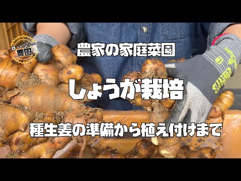 【生姜】の育て方【しょうが】の種割りから【ショウガ】の植え付けまで【農家の家庭菜園】