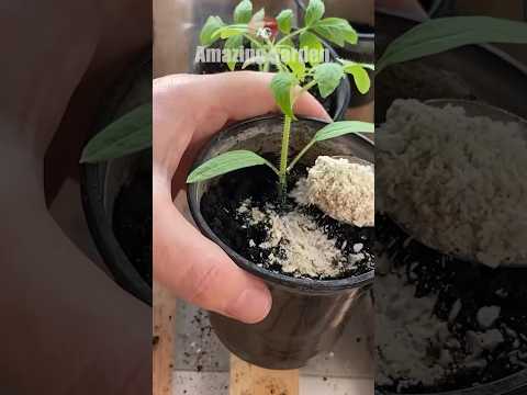 One teaspoon for tomato seedlings , it will grow thick #tomato #tomatoes #seedlings #grow