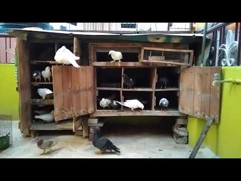 Pura valarpu | Best Pigeon Breeding Tips in Tamil | புறாவை ஜோடி சேர்ப்பது எப்படி | #Pigeonbreeding