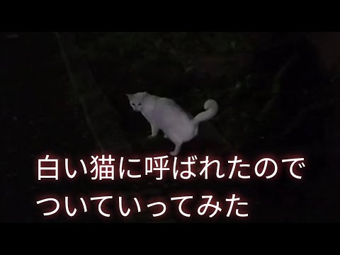 夜の公園で白い猫が何度も振り返りながら案内してくれました🐾#cat #猫 #野良猫