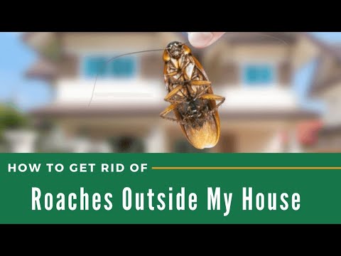 How to Get Rid of Roaches Outside My House | The Guardians Choice