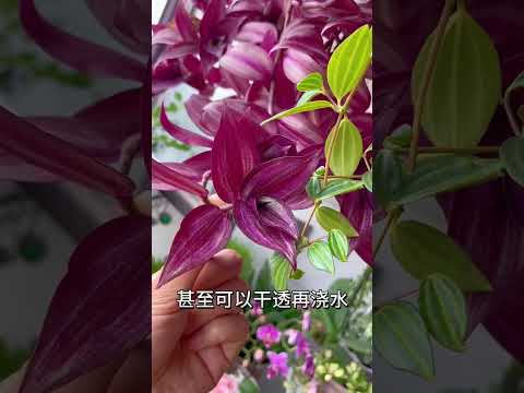 【蓝胖小花匠🎏】给园艺新人分享一款：皮实好养，不爱生病，能养出满满成就感的观叶植物：吊竹梅 #爱生活爱养花 #分享家庭养花知识 #我的阳台小花园 #吊竹梅 #封闭阳台养花