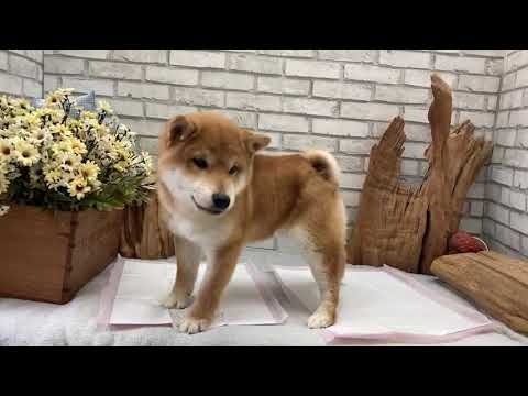 Red Shiba Inu - Kali