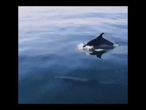 Black Sea Bottlenose Dolphins 🐬🐬