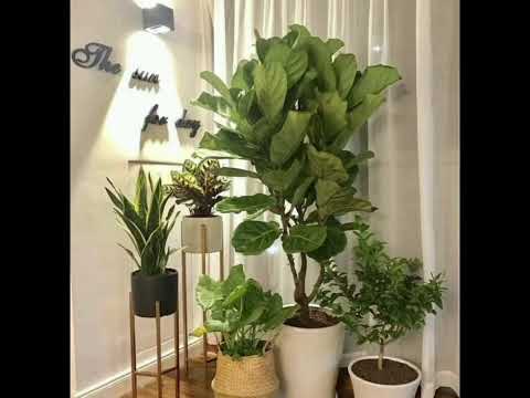 #indoorplant #indoorplanters #planterswithstand #homedecoration #homedecore