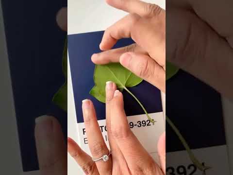 Tried something new on Pantone Postcard | Leaf Painting #shorts #viral #art #painting