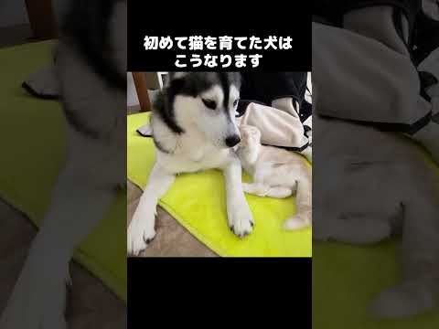 生まれて初めて子猫を育てた犬はこうなります...#shots