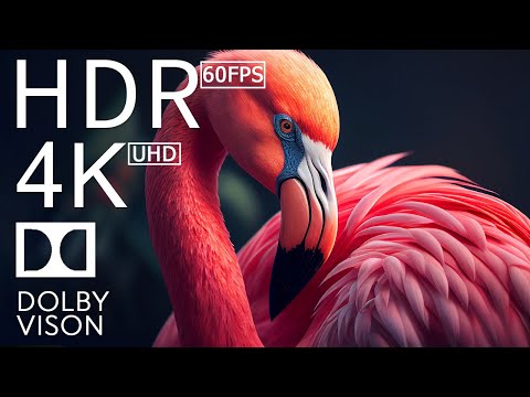 BIRDS BEAUTIFUL - 4K (60FPS) ULTRA HD - With Nature Sounds (Colorfully Dynamic) #80