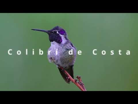 Migración y Reproducción de 8 Colibríes -  Documental Narrado