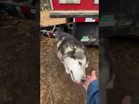 Sled Dogs There's Always Enough Love To Go Around #sleddogs #dogsledding #dogsports