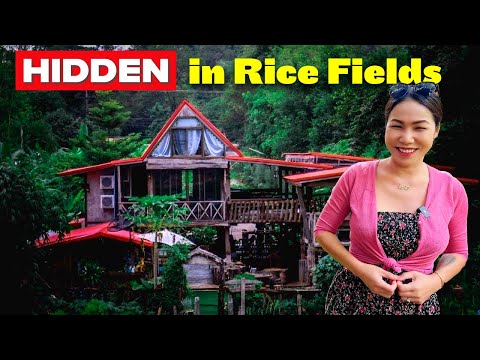 Northern Thailand Road Trip: Charming Rice Field Rural Homestay in between Udon Thani to Petchabun 🍚