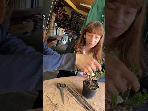 Bonsai workshop - Tokyo