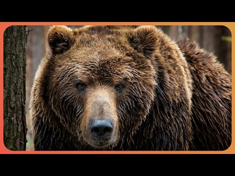 Brown Bear Gangs In Alaska's National Park