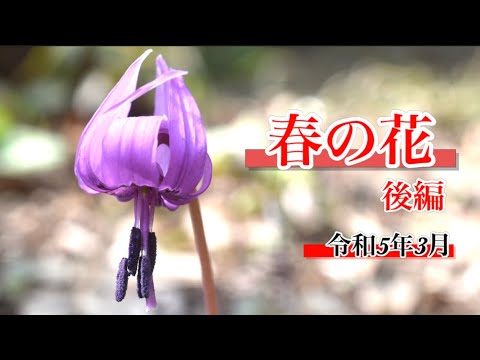 【カタクリ】3月　花活後編　春の花を見たくて栃木県「花之江の郷」へ