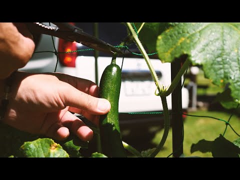 少しだけ。自給自足な車中泊　【A little. Self-sufficient  harvest 】