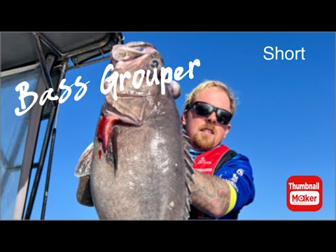 15kg Bass Grouper - Deep Drop Offshore Rockingham (Short)