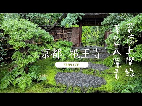 京都嵐山秘境 祇王寺、嵐山車站美式漢堡。