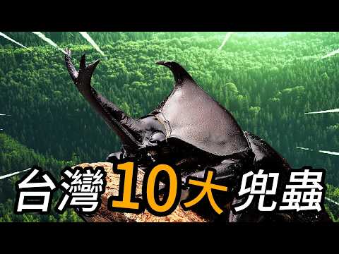 台灣的10種兜蟲/台灣竟然有5根犄角的兜蟲!?