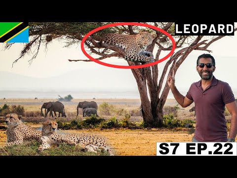 Finally saw a Leopard and Cheetah in Serengeti National Park 🇹🇿 S7 EP.22 | Pakistan to South Africa