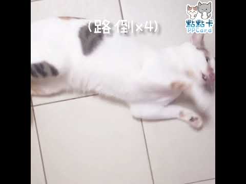 當你尿急卻遇到路倒貓   #cat #kitty #catvideos #catlover #貓 #shorts