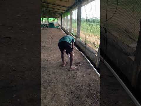 cleaning pipeline #poultry #poultryfarmers #chickenfarmingbusiness