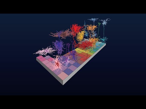 Cell Type Taxonomies A to Z: Patch-Seq