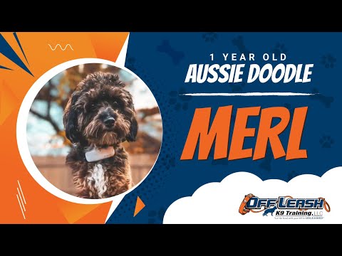 Aussie Doodle, 1 Year Old, Merl | Best Dog Trainers Northern VA| Off Leash K9