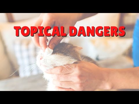 What NOT To Put On Your Cat | Two Crazy Cat Ladies