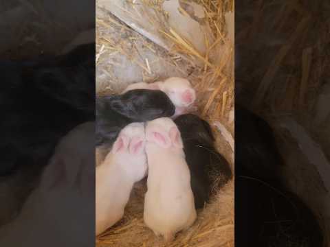 Our 1 week old bunnies. THEY ARE SO CUTE! #babybunny #socute #spring #bunnies #farmlife