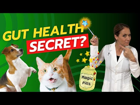 BPC-157: A Breakthrough for Pet Gut Health and Healing | Holistic Vet Advice