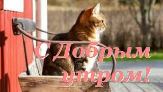 Доброе утро и хорошего дня!   Красивые пожелания доброго утра!