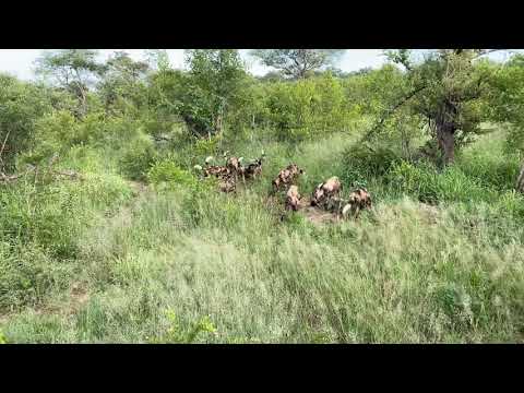 Wild dogs feeding on safari Sabi Sabi Kruger South Africa