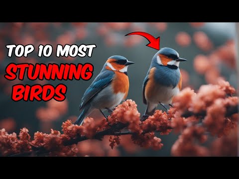 Top 10 Most Stunning Birds You Need to See